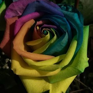 Meet your Posher, Barbara